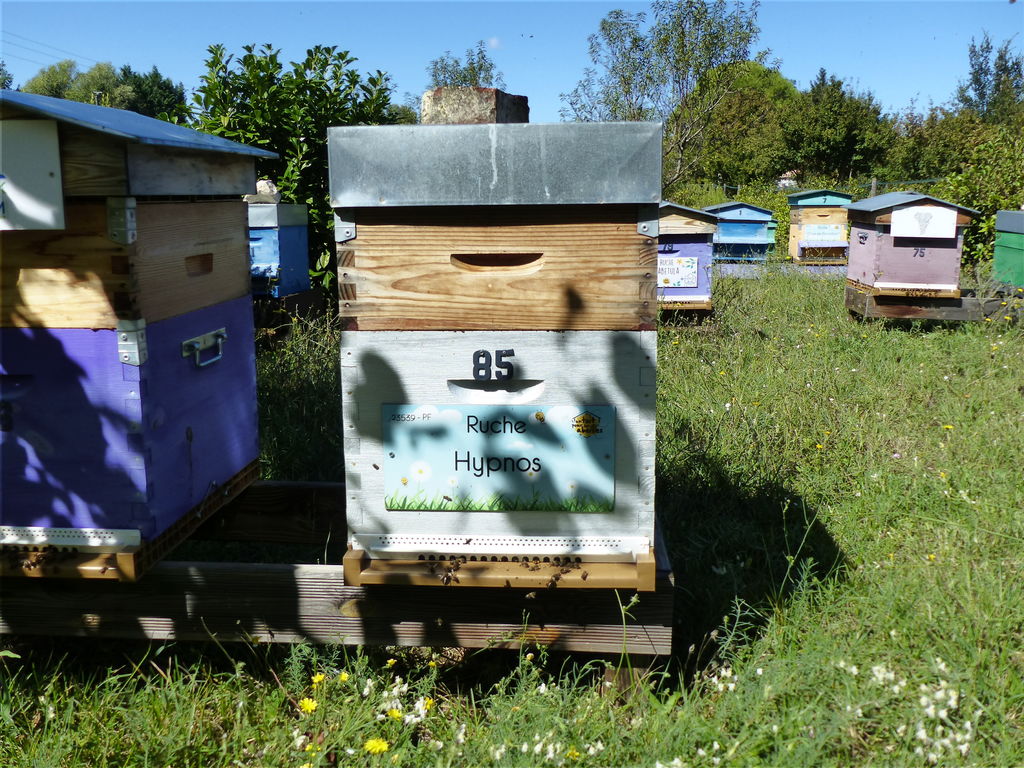 La ruche Hypnos