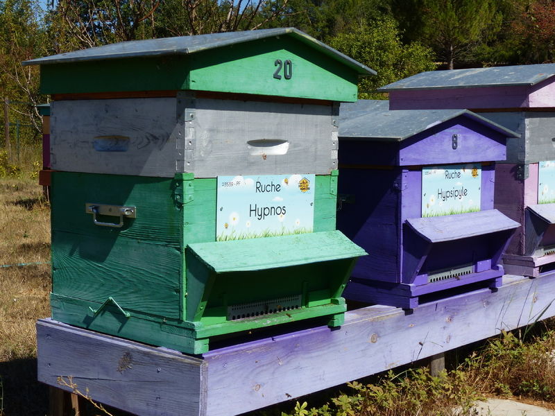 La ruche Hypnos