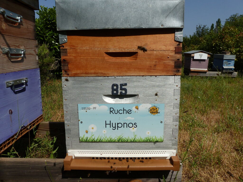 La ruche Hypnos