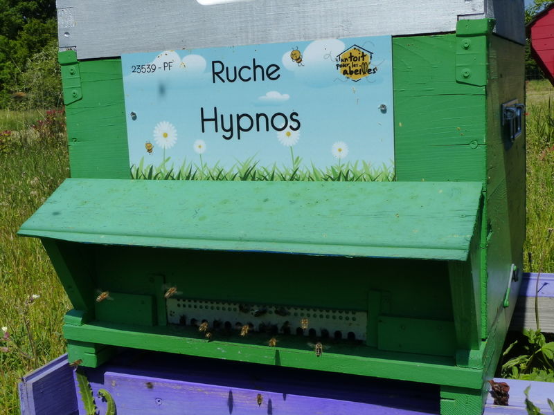 La ruche Hypnos