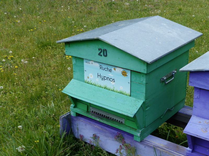 La ruche Hypnos