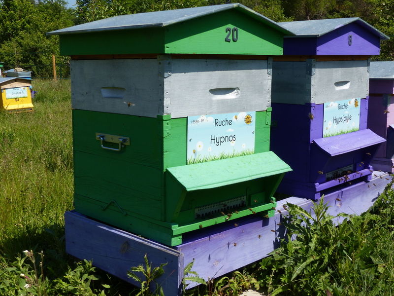 La ruche Hypnos