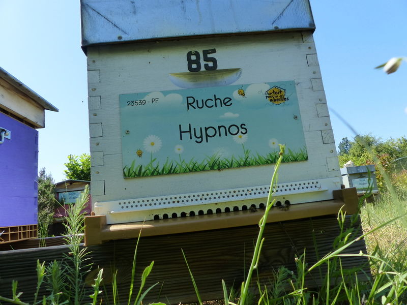 La ruche Hypnos