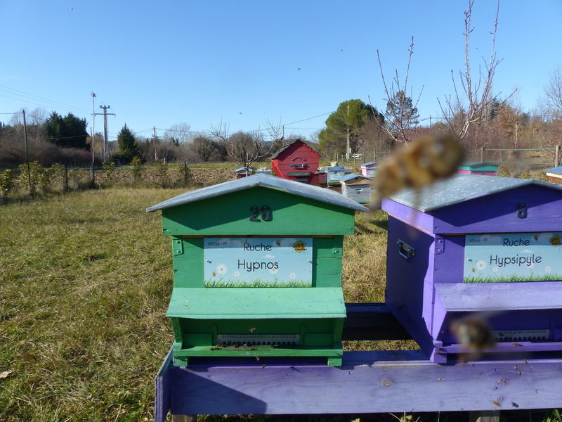 La ruche Hypnos