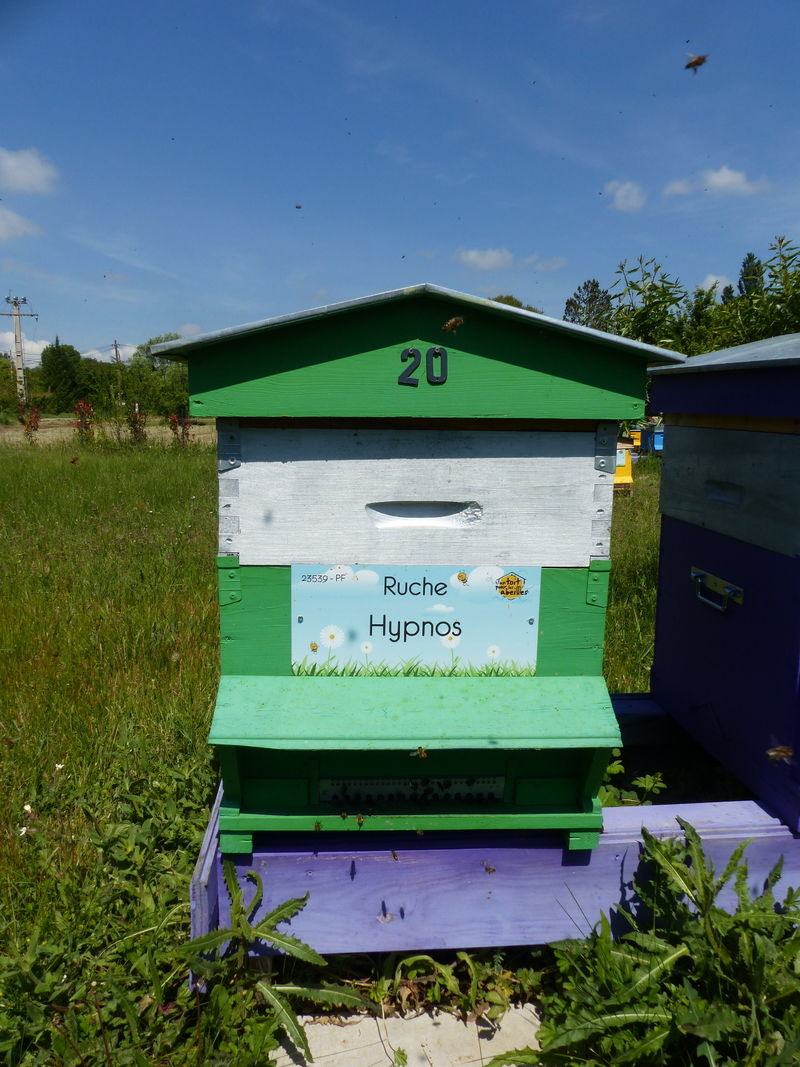 La ruche Hypnos