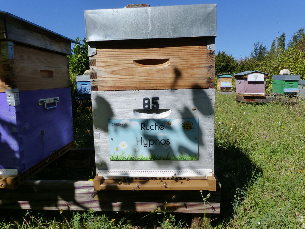 La ruche Hypnos