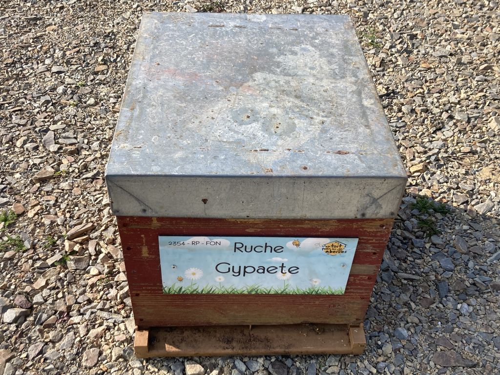 La ruche Gypaete