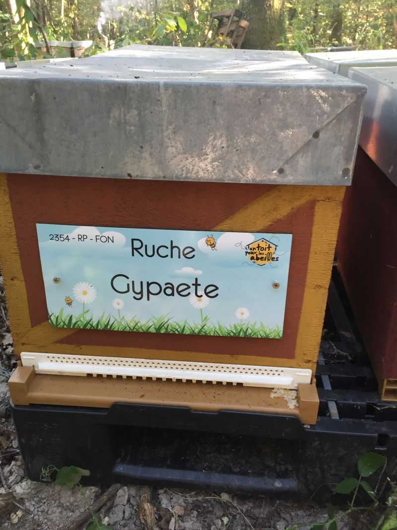 La ruche 