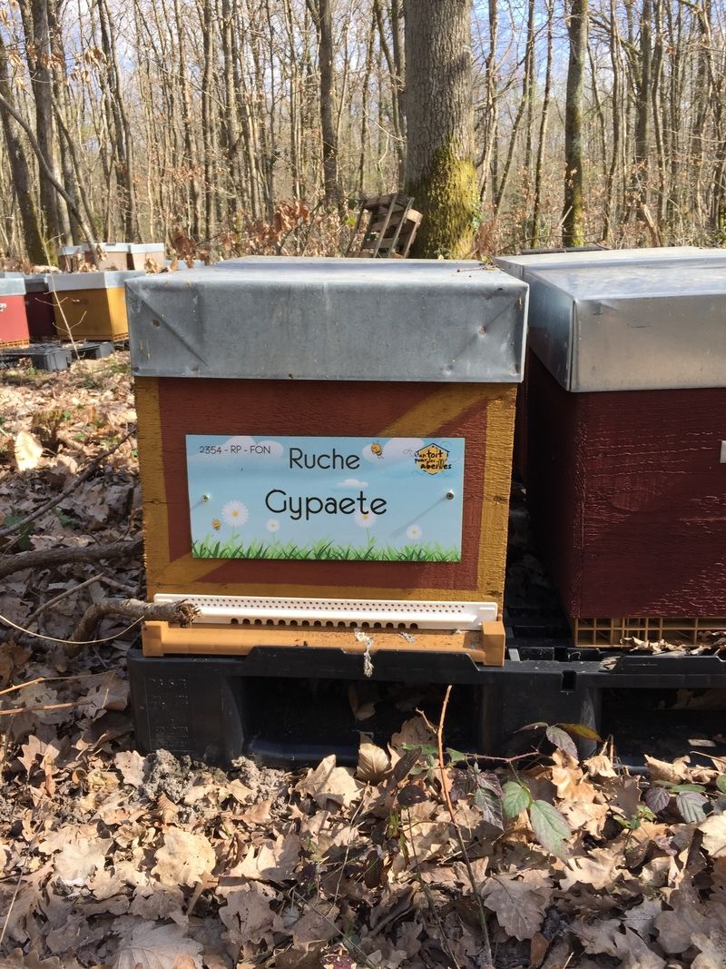 La ruche Gypaete