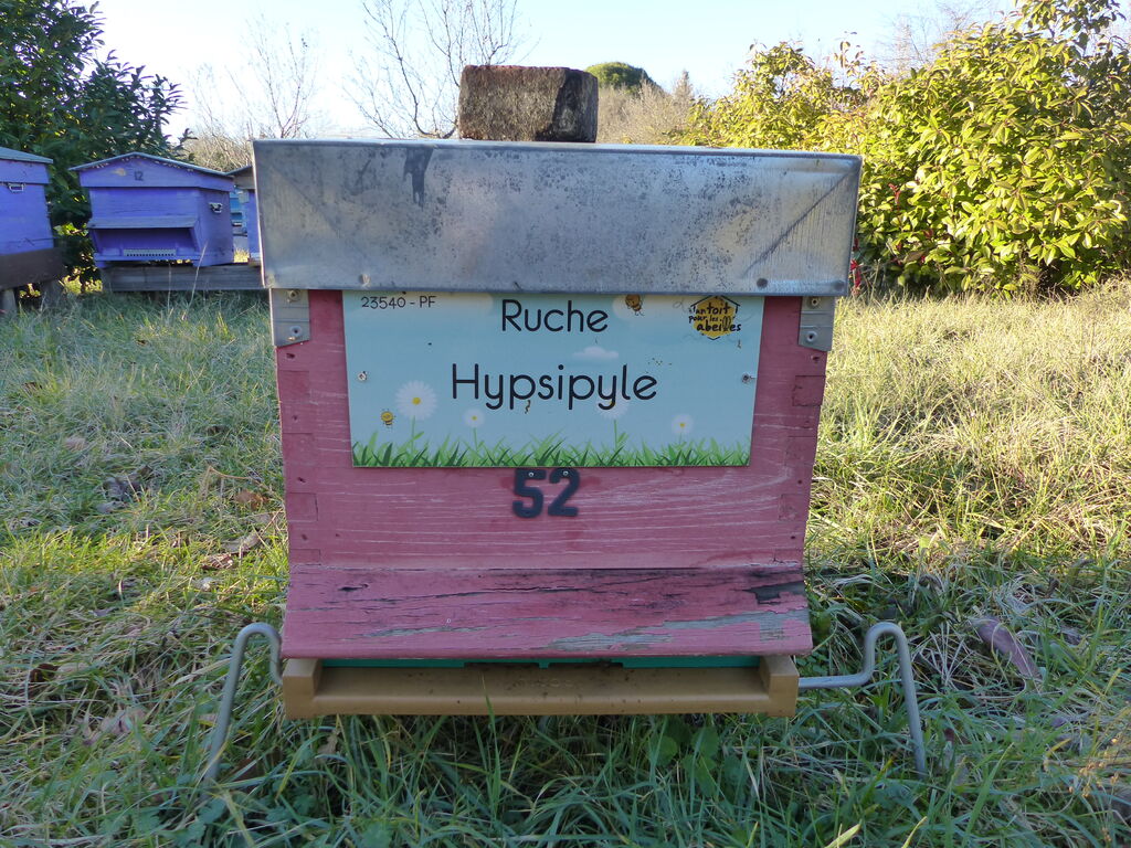 La ruche Hypsipyle