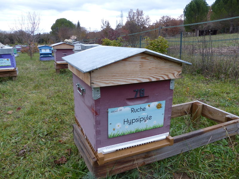 La ruche Hypsipyle