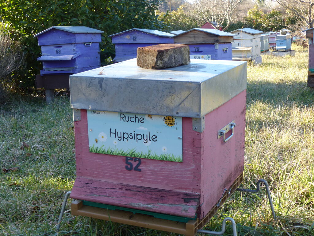 La ruche Hypsipyle