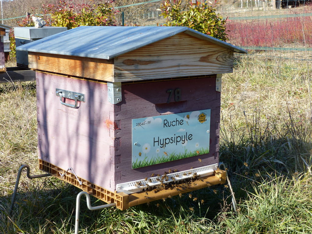 La ruche Hypsipyle