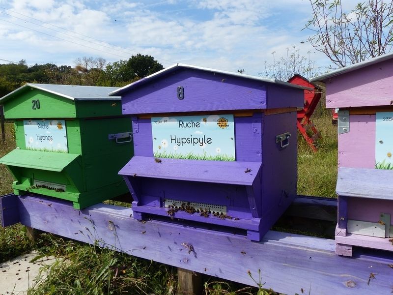 La ruche Hypsipyle