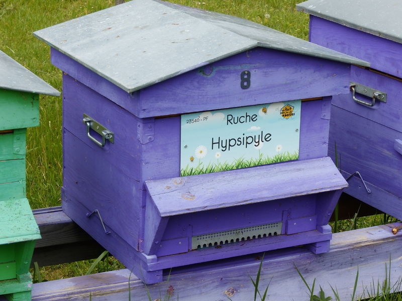 La ruche Hypsipyle