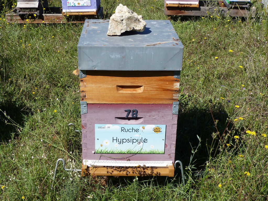 La ruche Hypsipyle