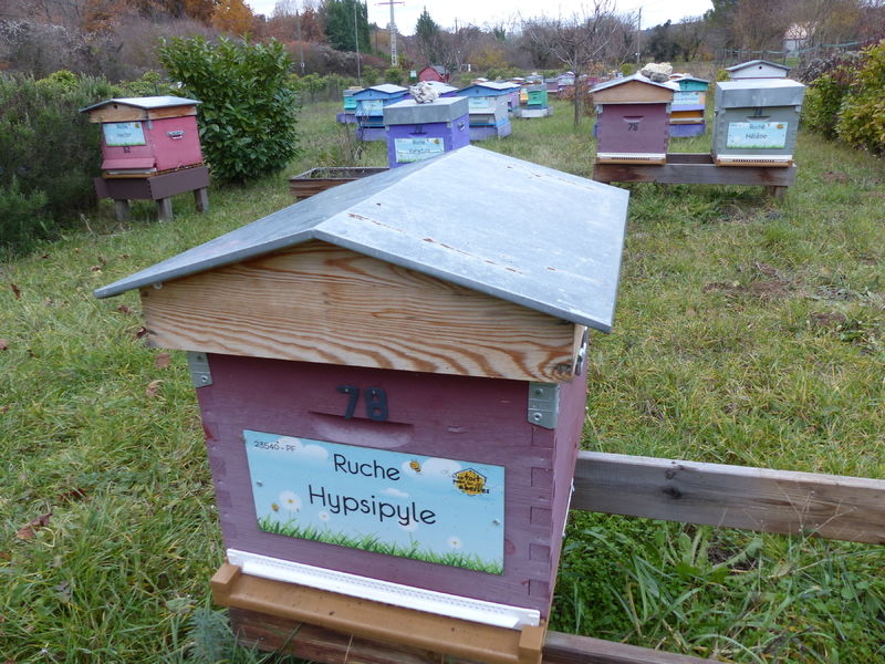 La ruche Hypsipyle
