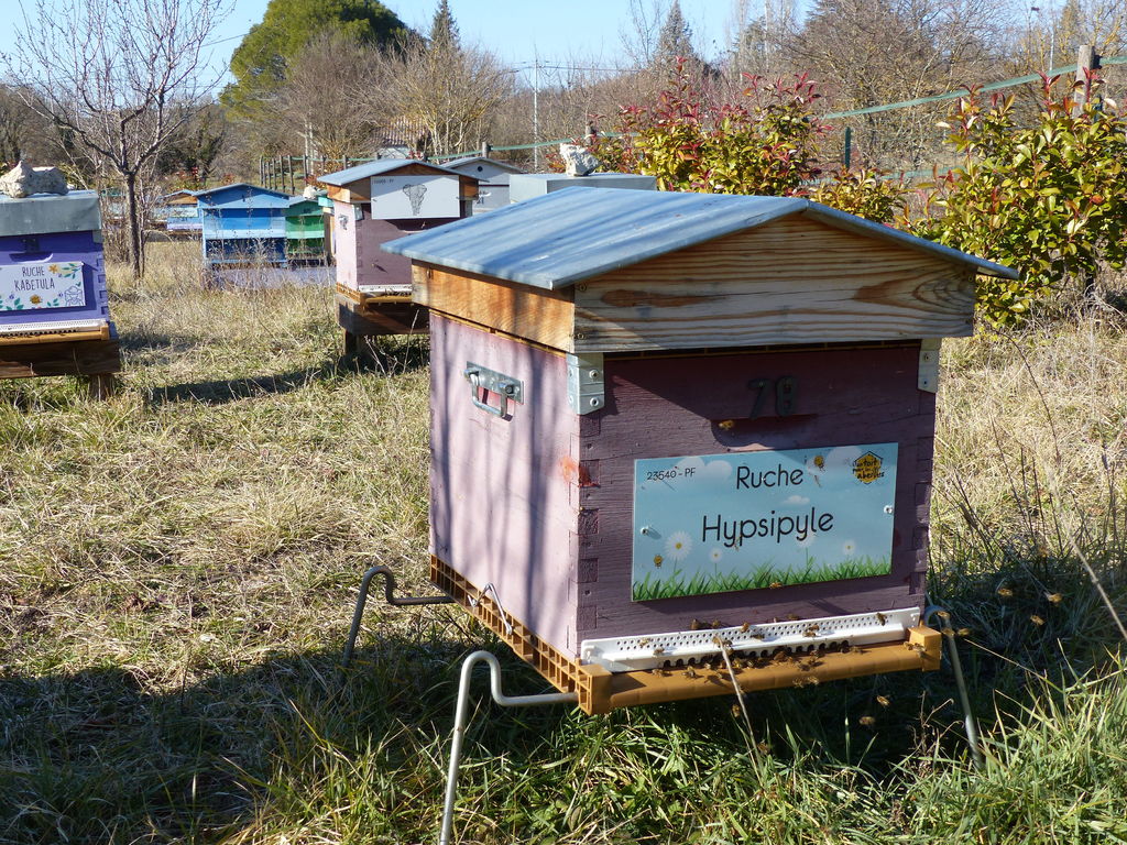 La ruche Hypsipyle