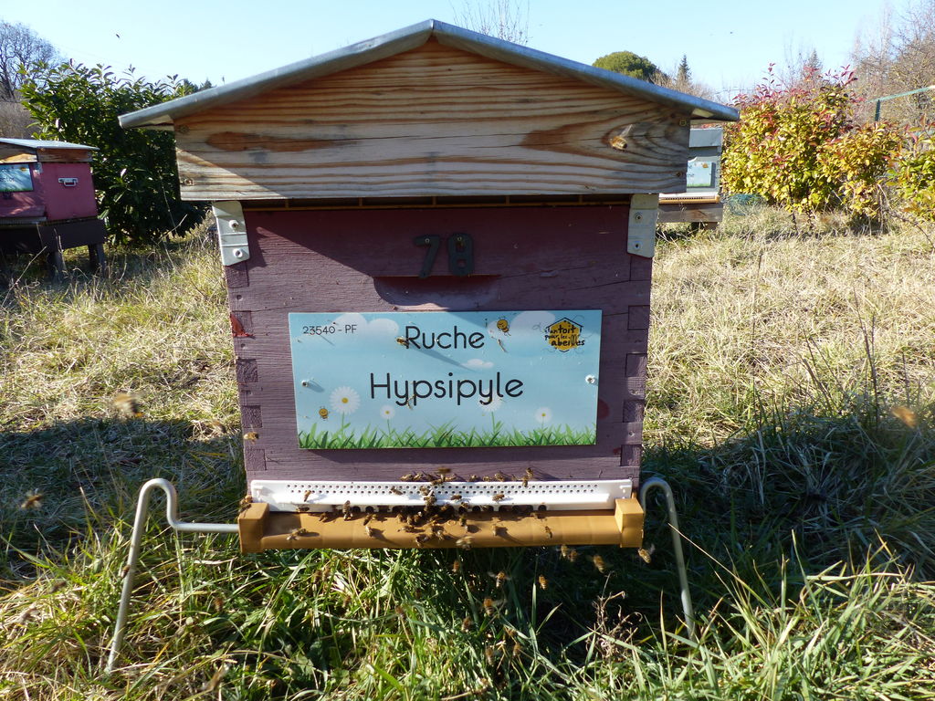 La ruche Hypsipyle