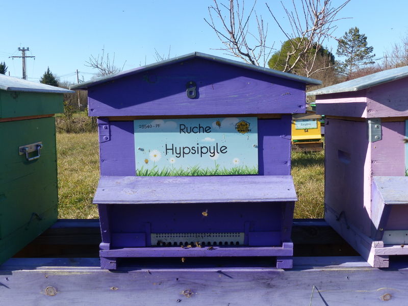 La ruche Hypsipyle