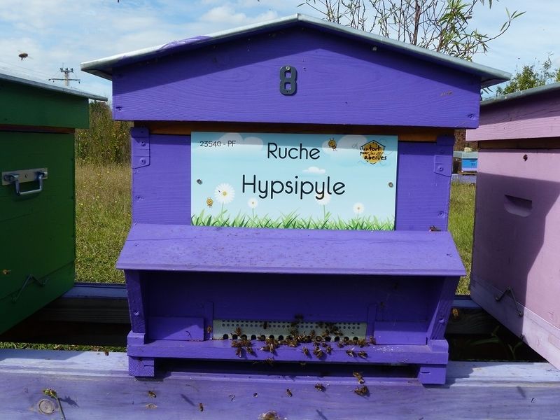 La ruche Hypsipyle