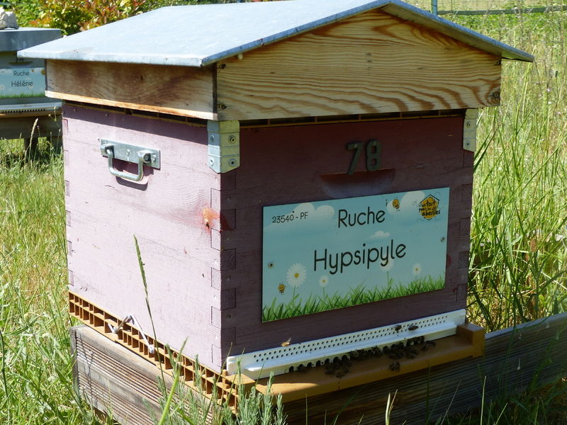 La ruche Hypsipyle