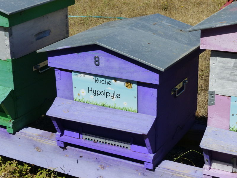 La ruche Hypsipyle