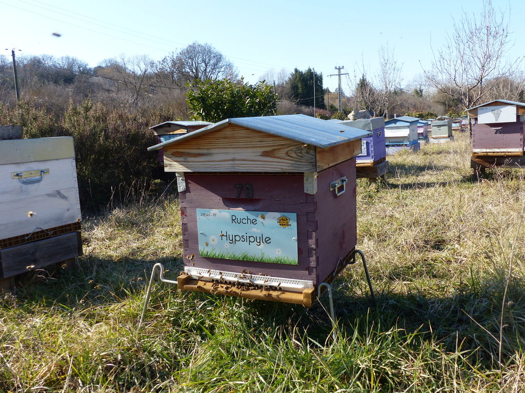 La ruche Hypsipyle