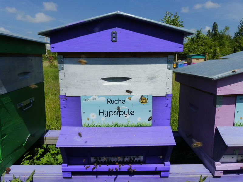 La ruche Hypsipyle