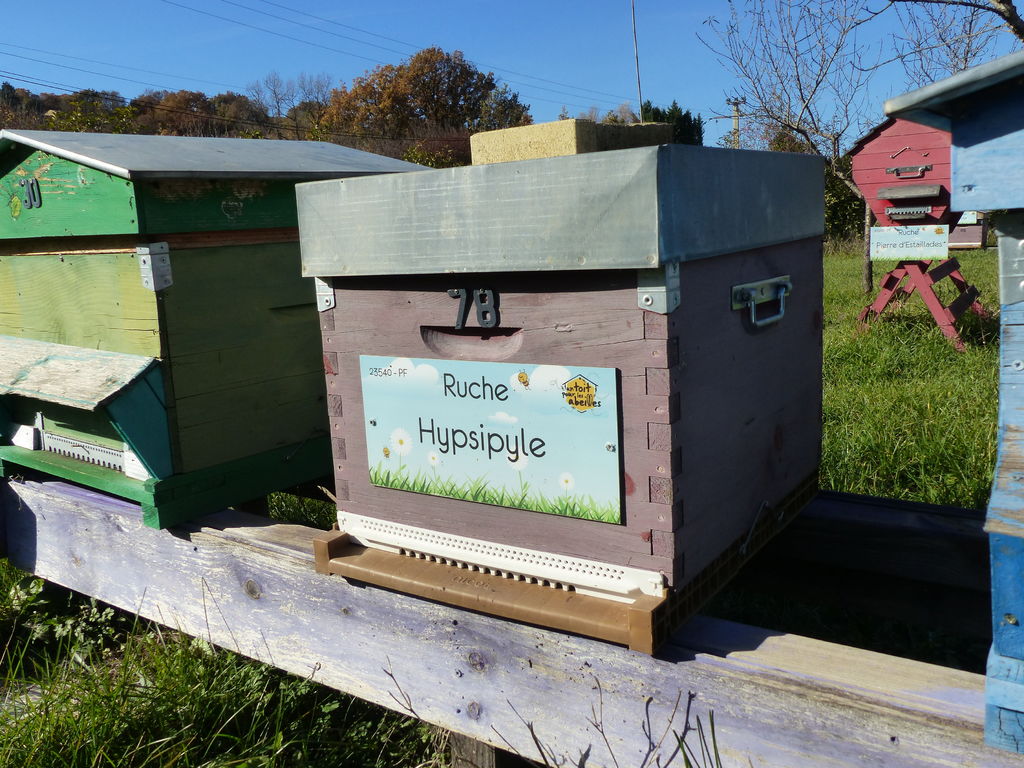 La ruche Hypsipyle