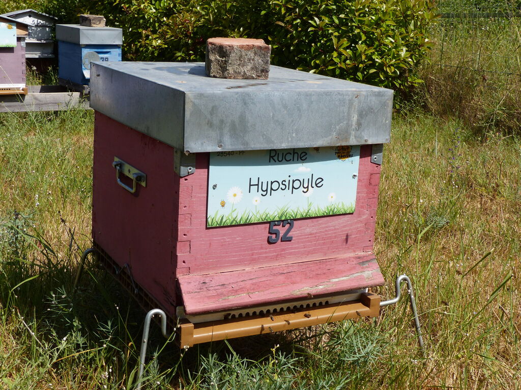La ruche Hypsipyle