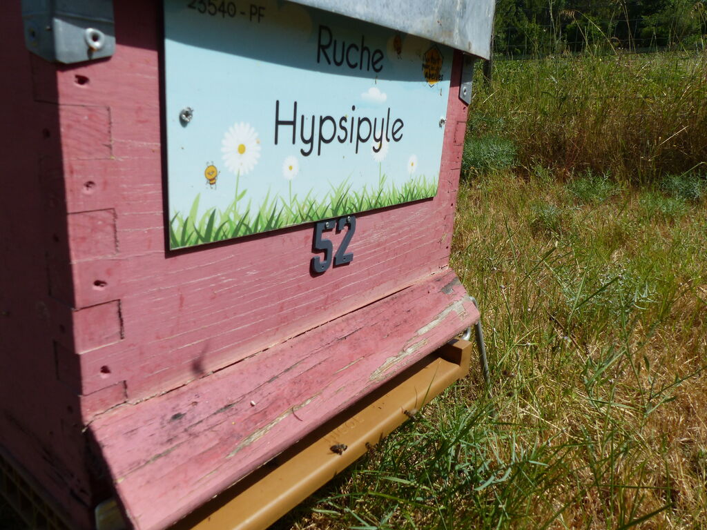 La ruche Hypsipyle