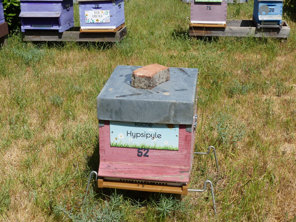 La ruche Hypsipyle