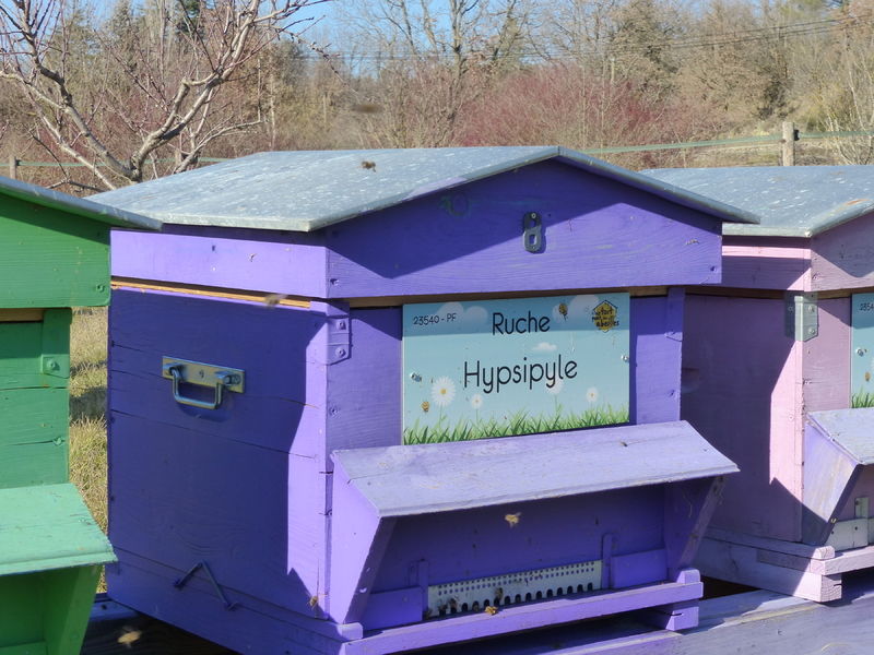 La ruche Hypsipyle