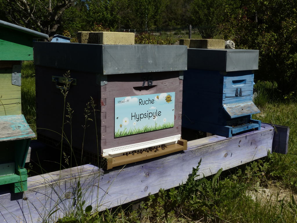 La ruche Hypsipyle