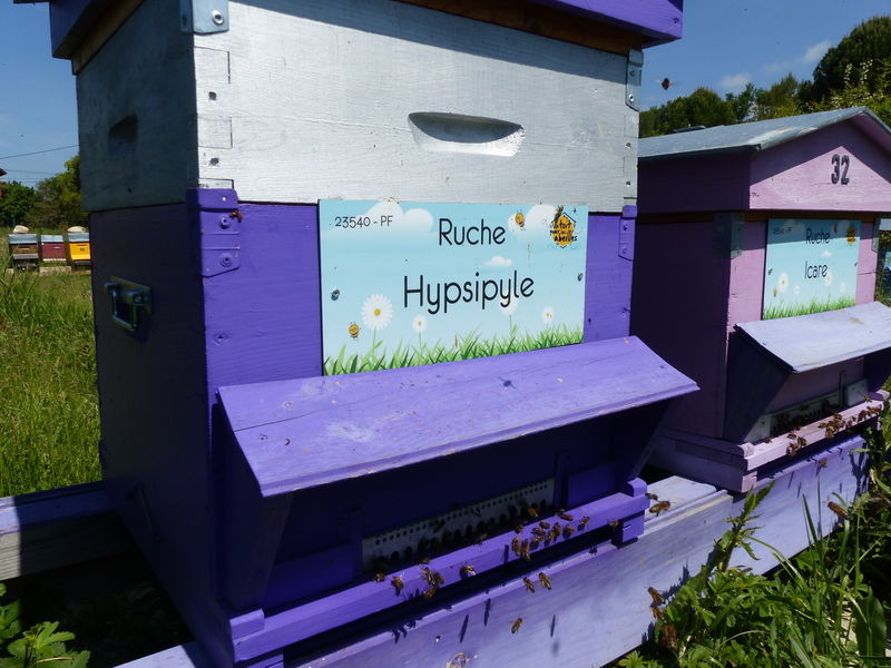 La ruche Hypsipyle