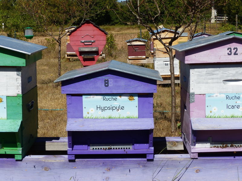 La ruche Hypsipyle
