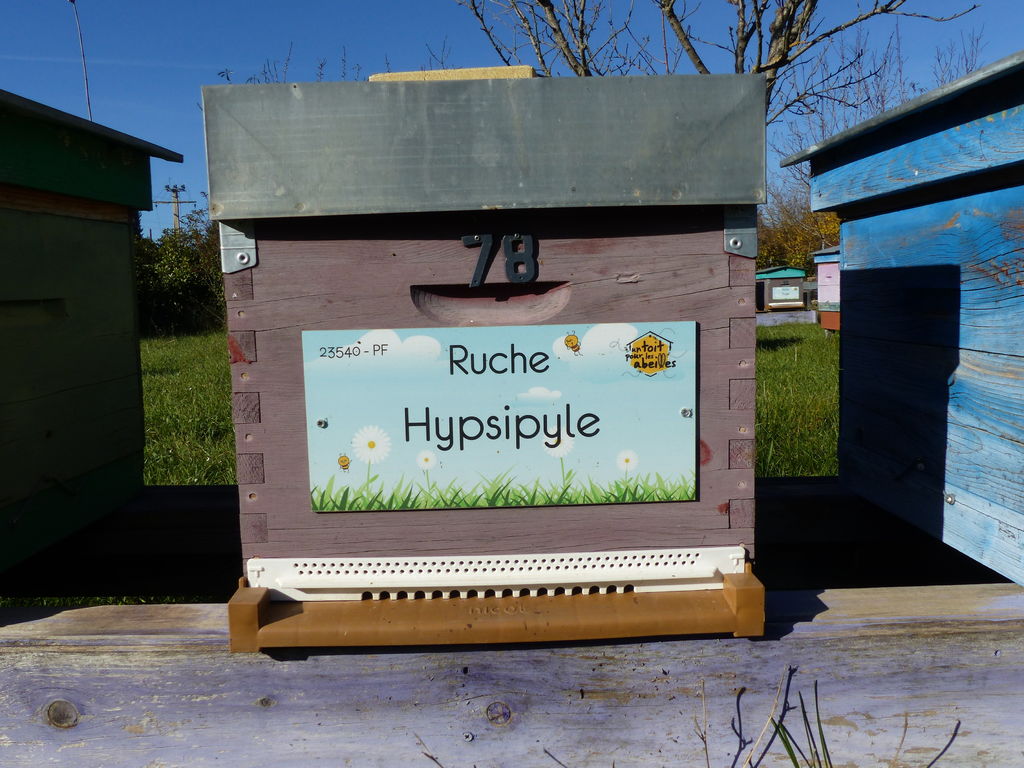 La ruche Hypsipyle