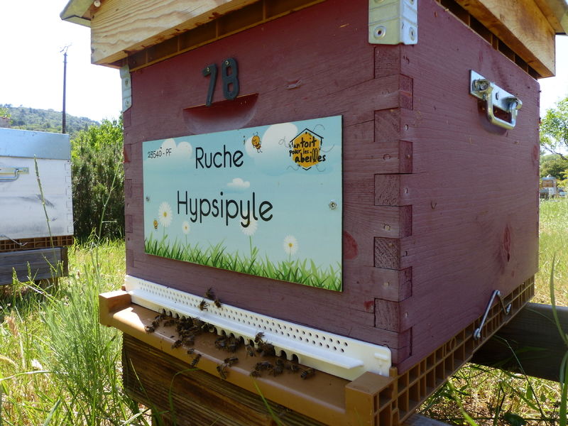 La ruche Hypsipyle