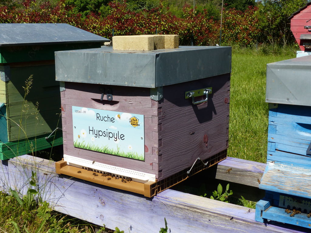 La ruche Hypsipyle