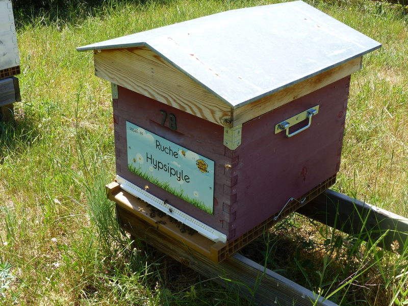 La ruche Hypsipyle