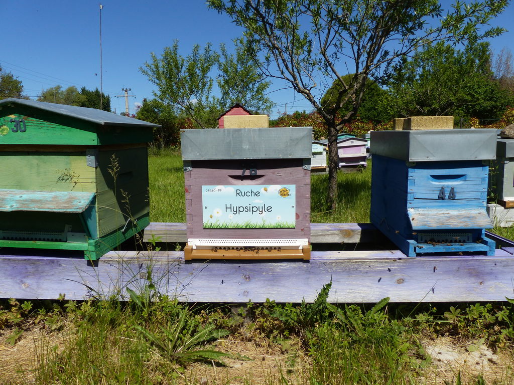 La ruche Hypsipyle