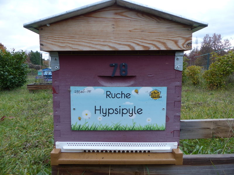 La ruche Hypsipyle
