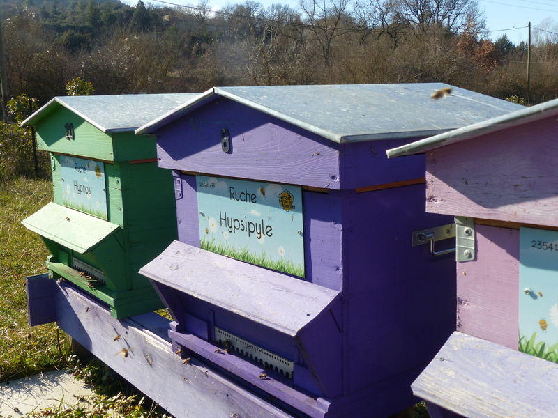 La ruche Hypsipyle