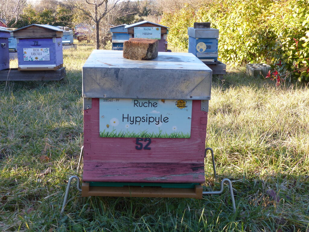 La ruche Hypsipyle