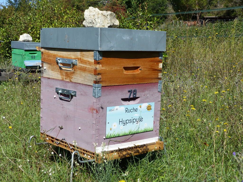 La ruche Hypsipyle