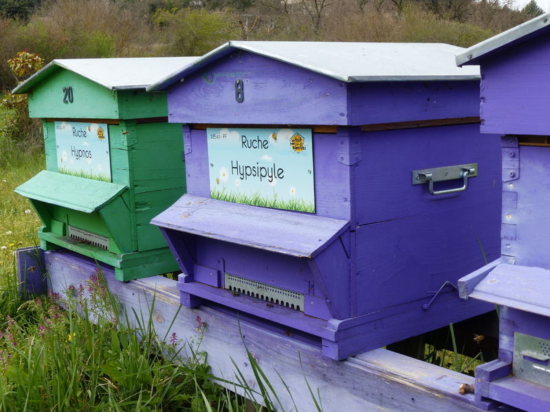 La ruche Hypsipyle
