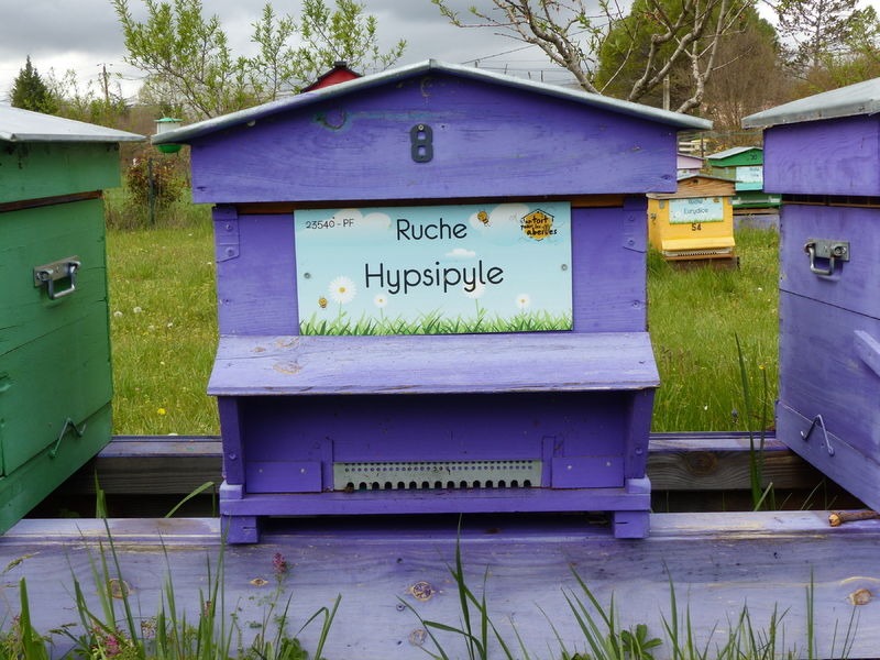 La ruche Hypsipyle