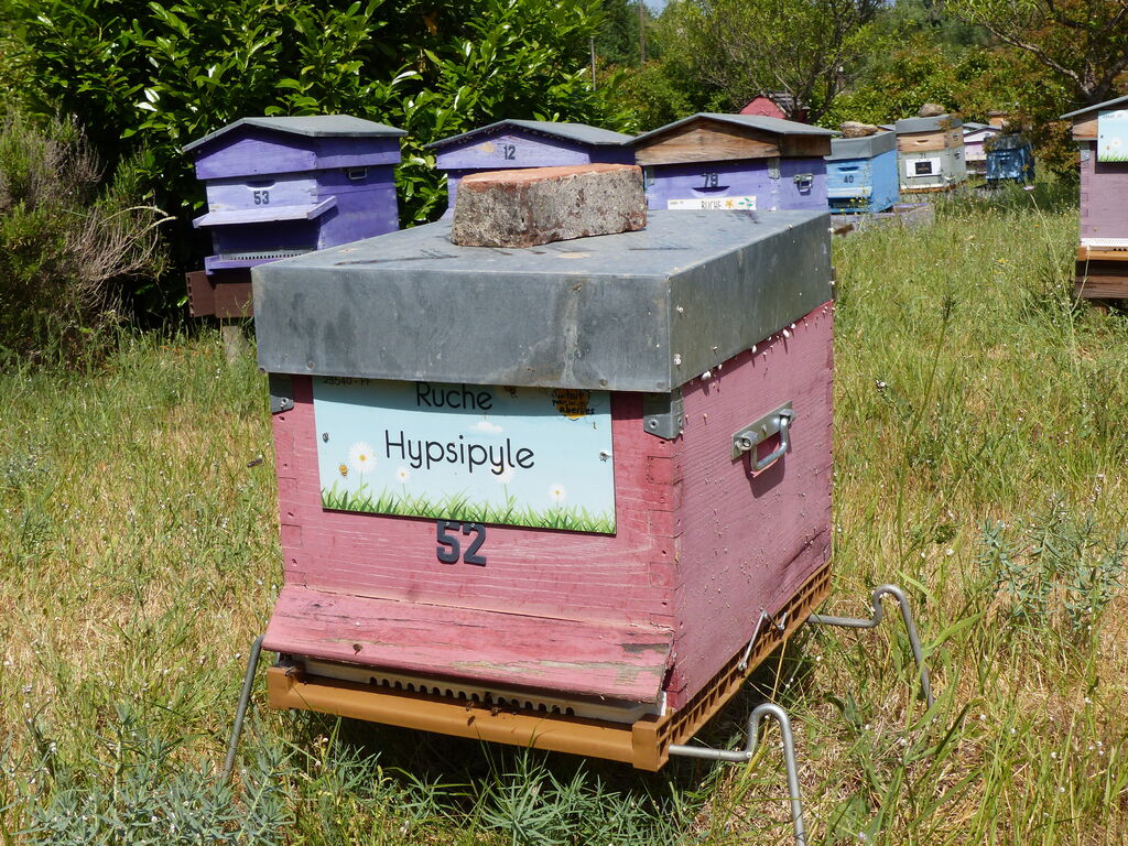 La ruche Hypsipyle