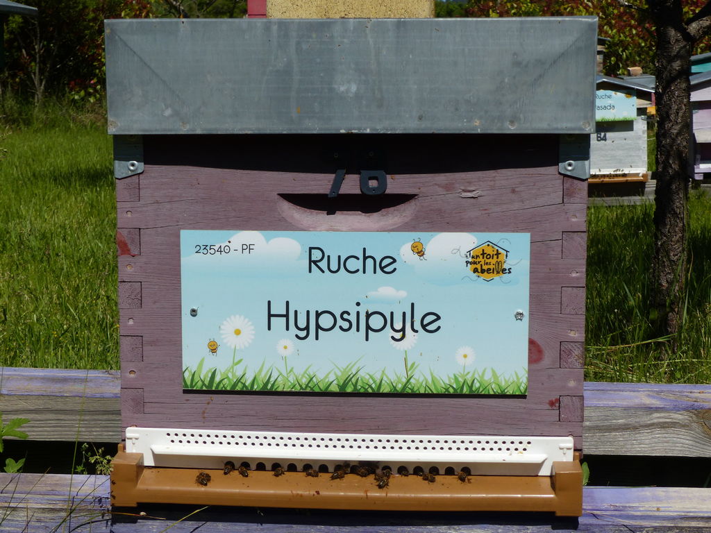 La ruche Hypsipyle